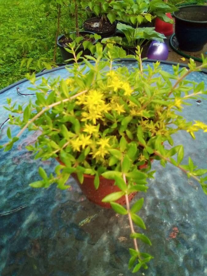 Rankender Mauerpfeffer 21
