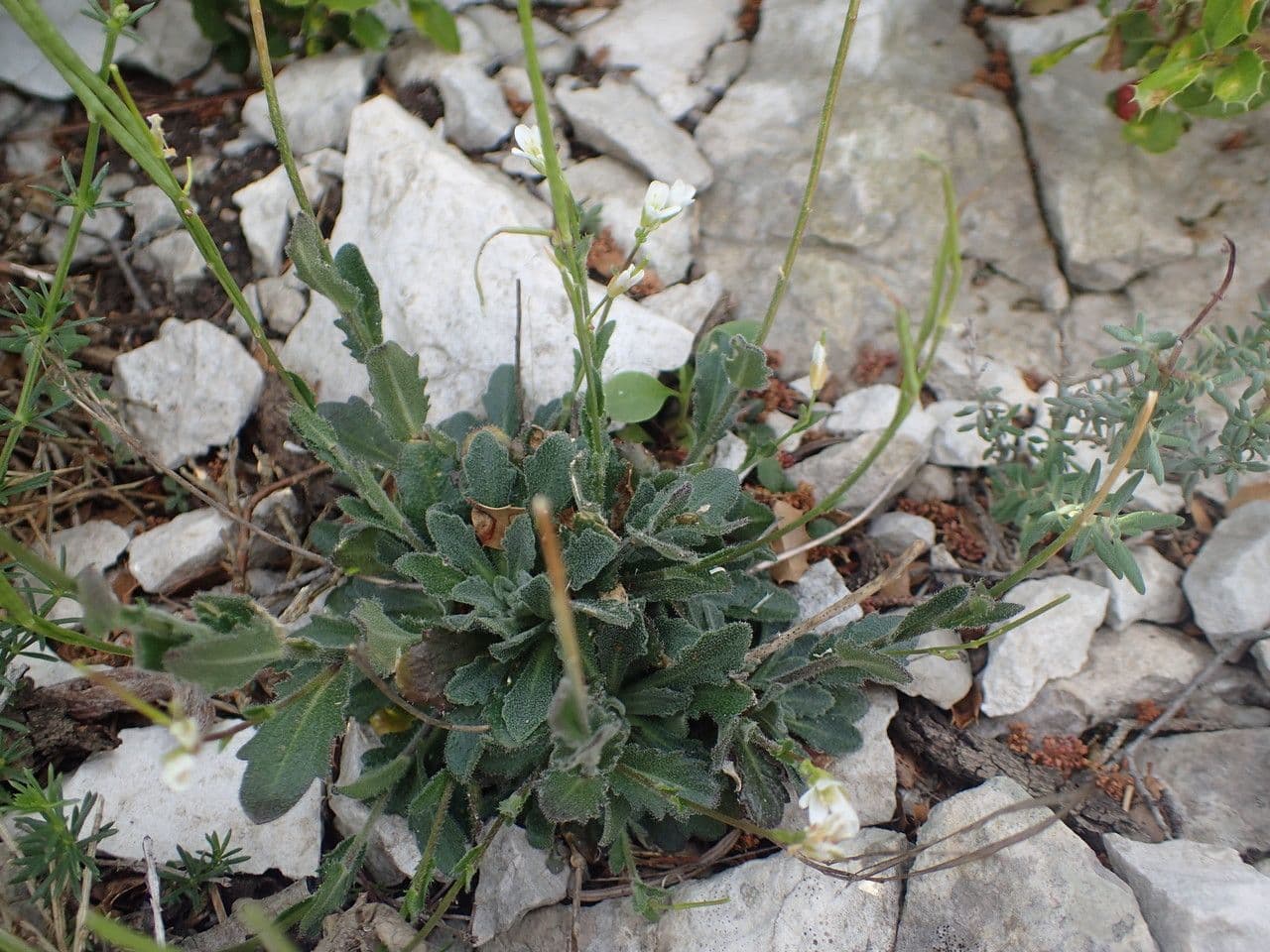 Arabis 12