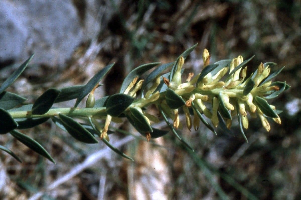 Thymelaea sanamunda 13