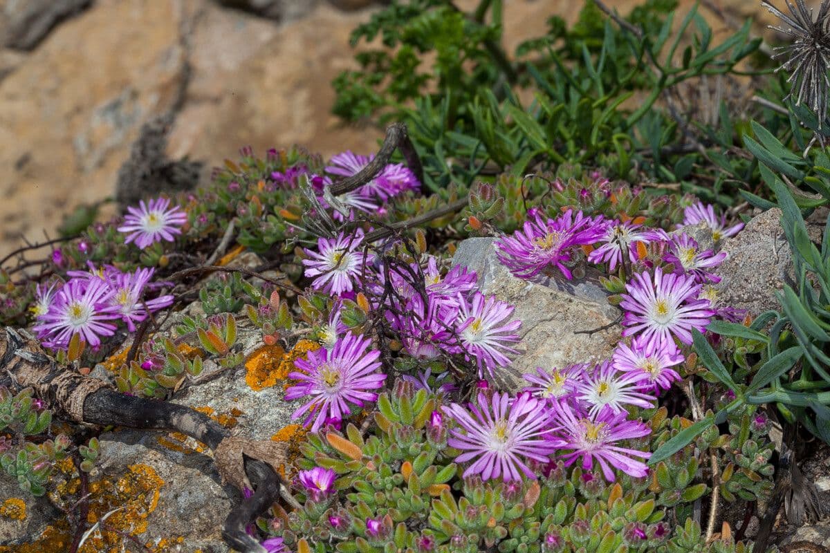 Flor di rugiada ispida