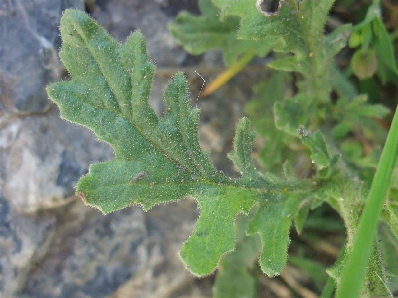 Séneçon visqueux 16