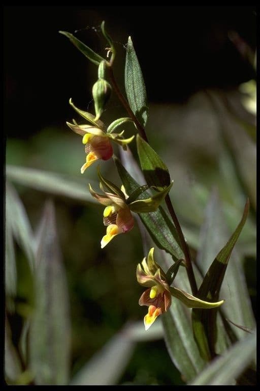 Épipactis géant 5