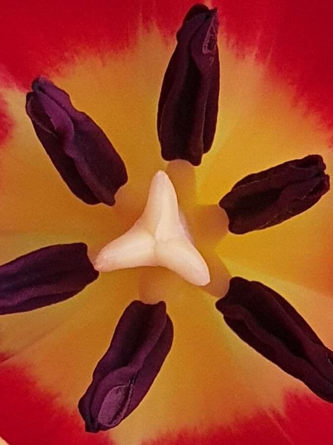 Tulipano di Gesner 29