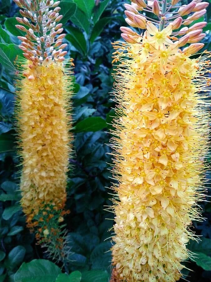 Banksia integrifolia 10