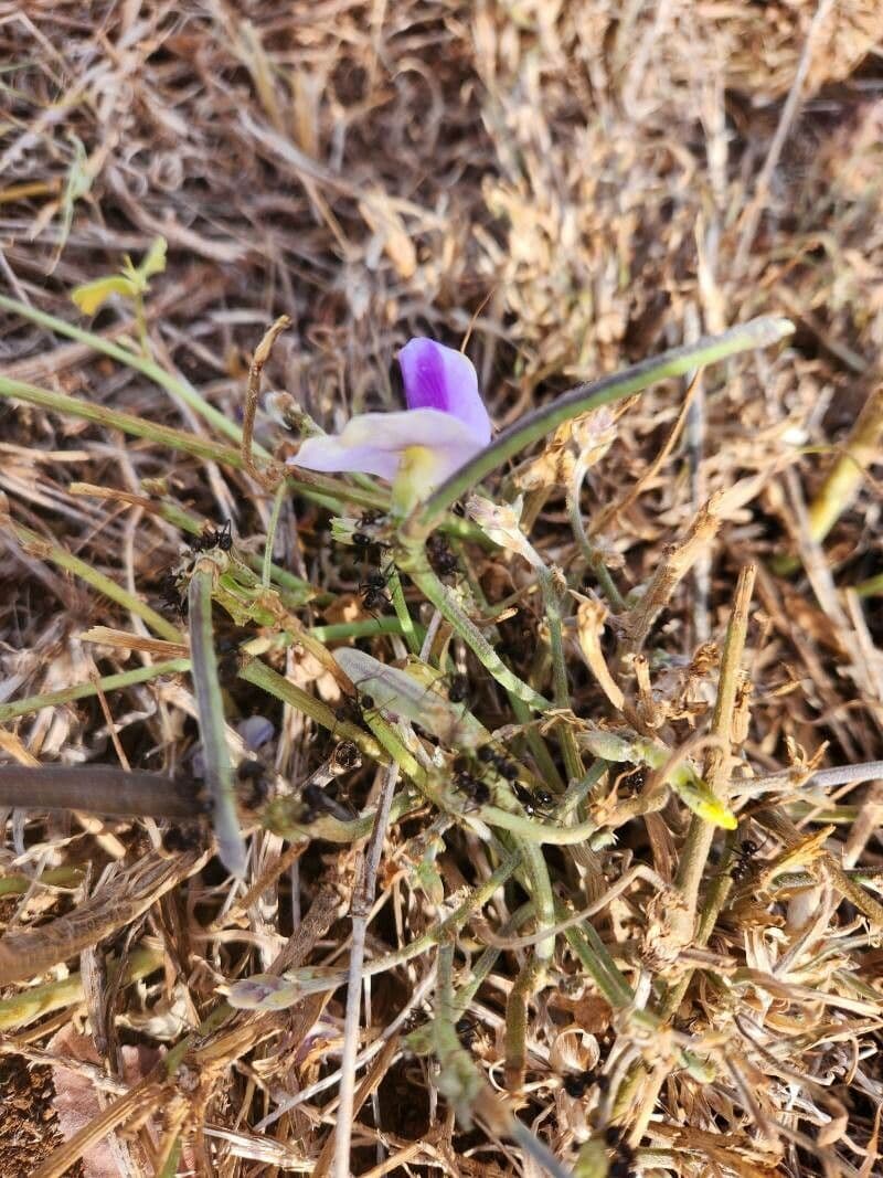 Vigna frutescens 2