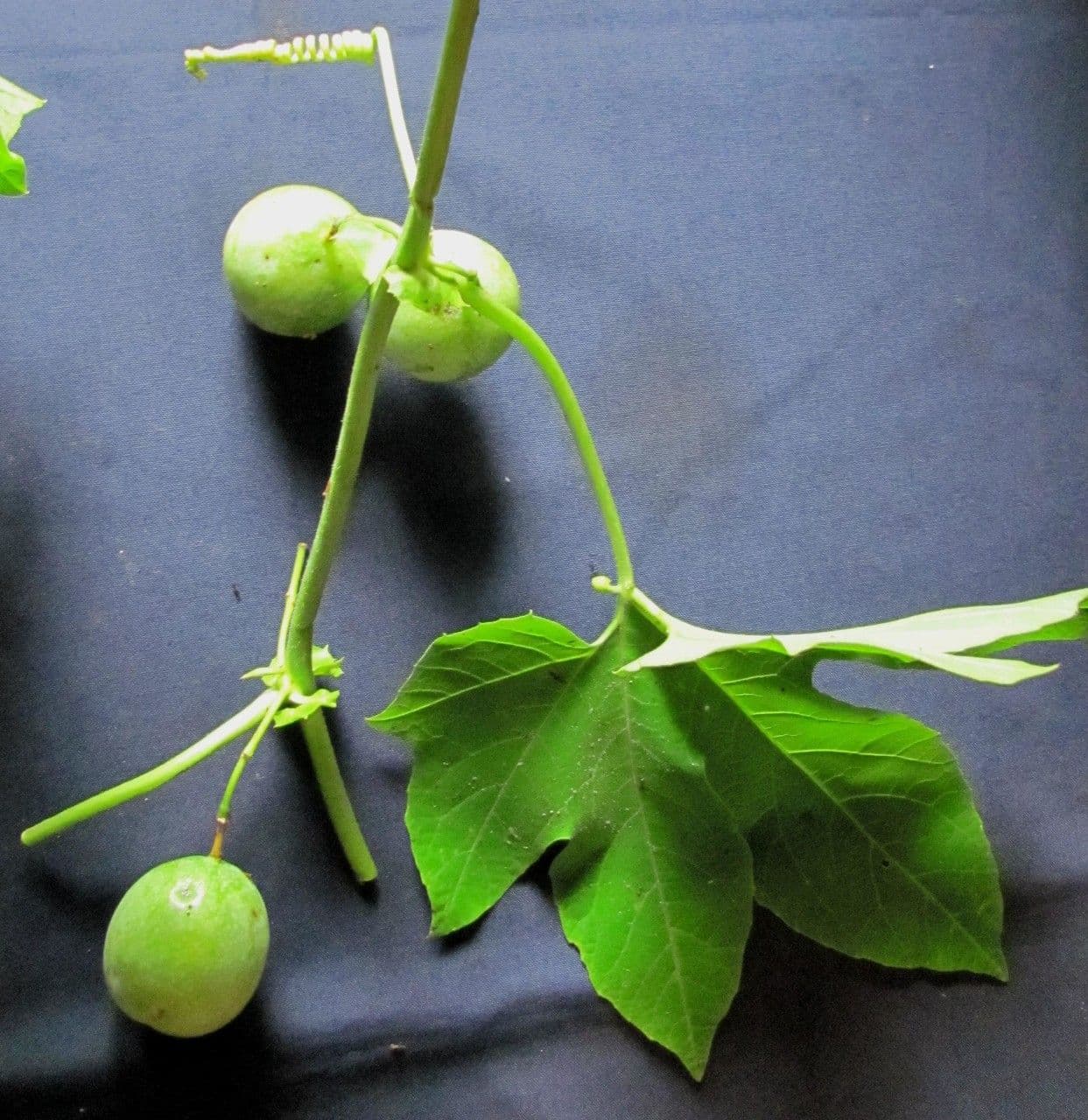 Passiflora 19