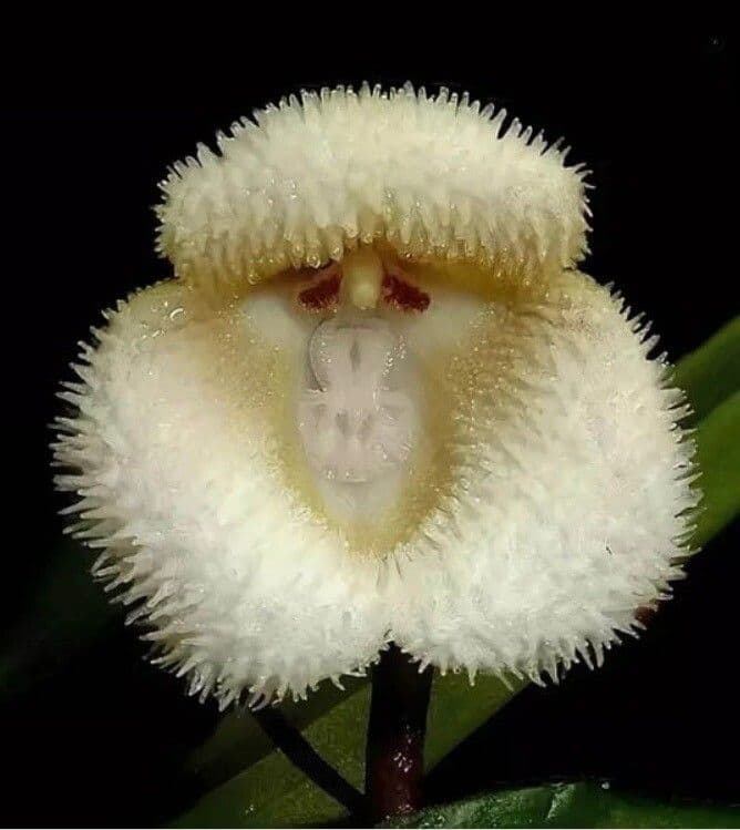 Dendrobium di Parish 2