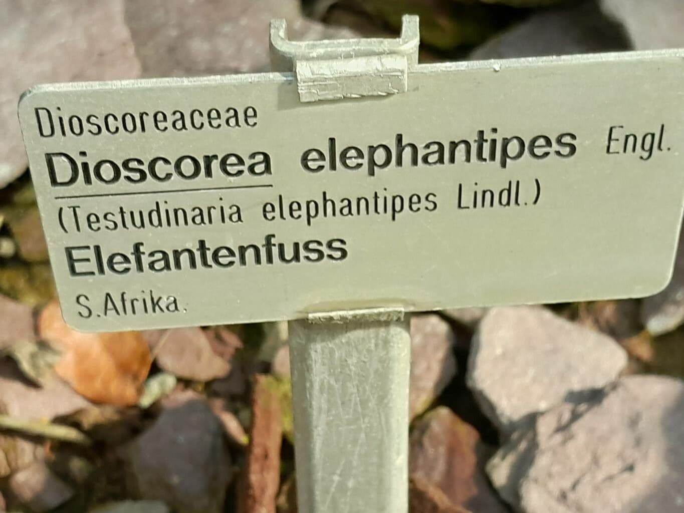 Dioscorea 24