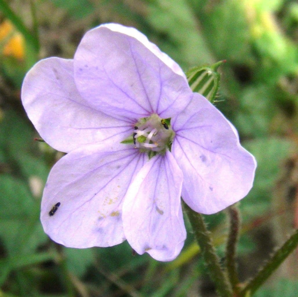 Kranichschnabel 10