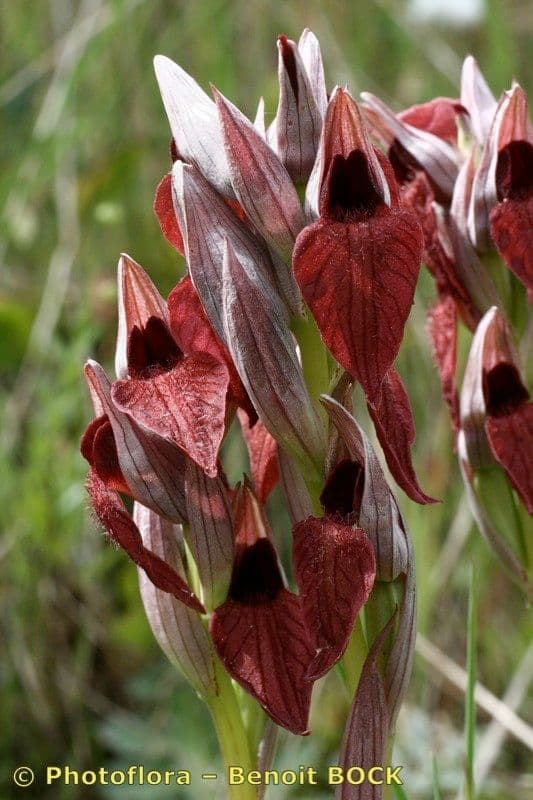 Serapias cordigero 3