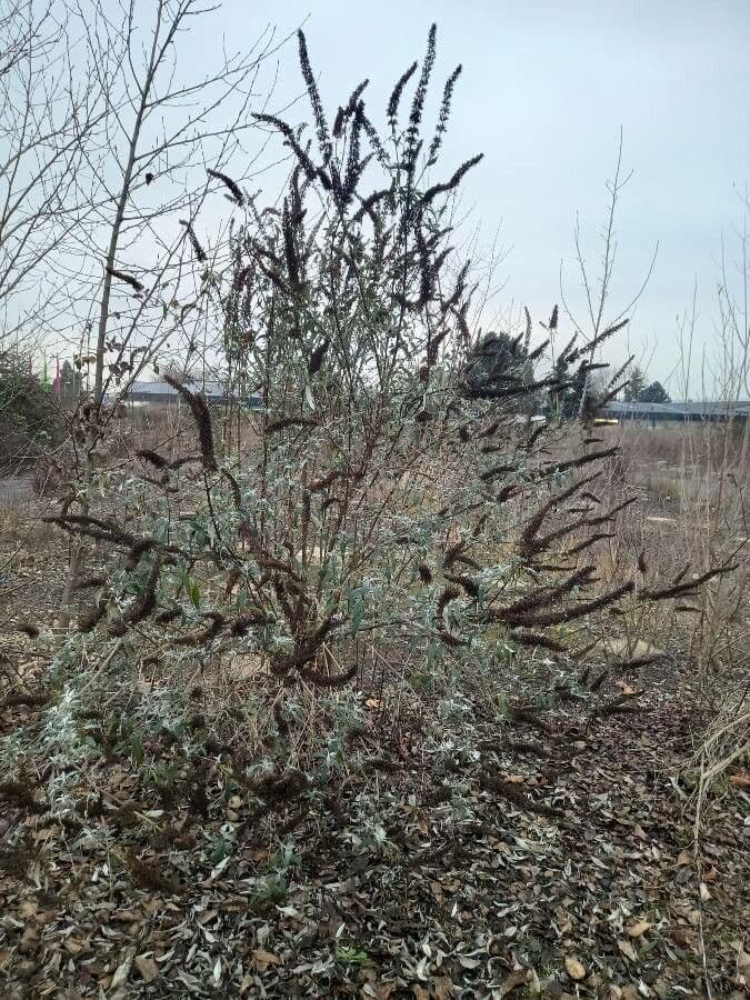 Buddleja di David 11