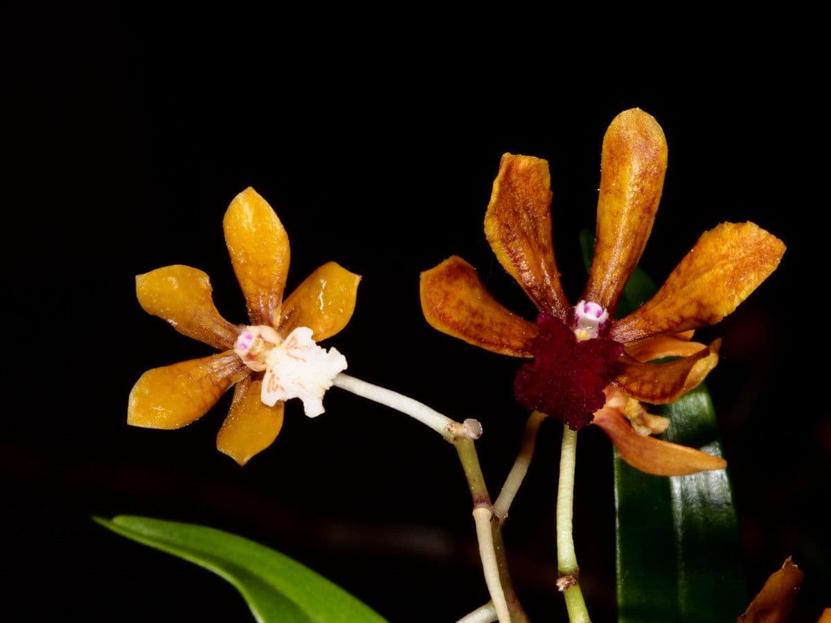 Dendrobium 8