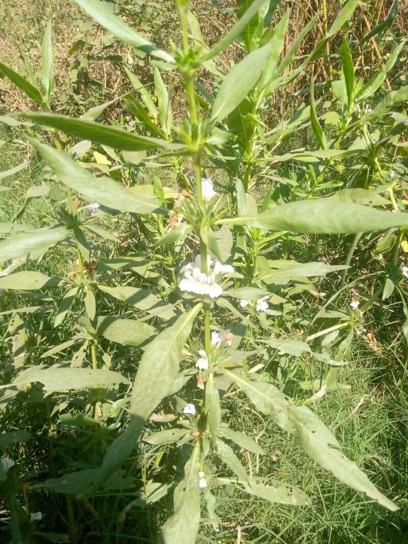 Hygrophila 11