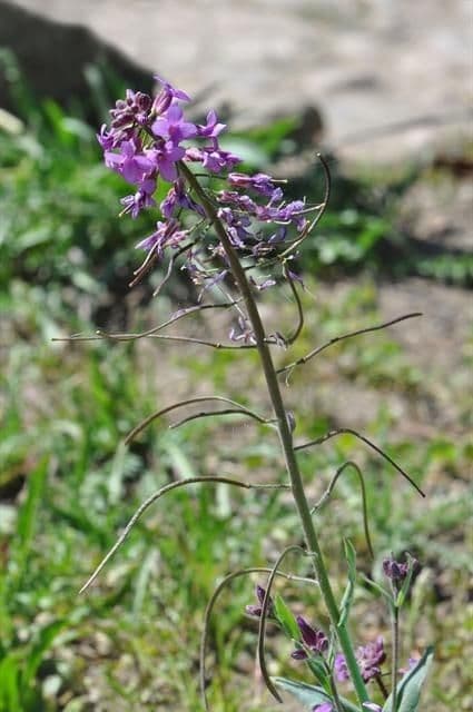 Phoenicaulis 3