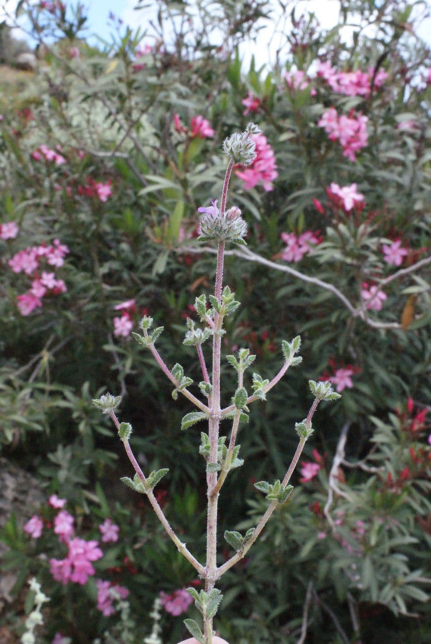 Saturejka thymbra 12