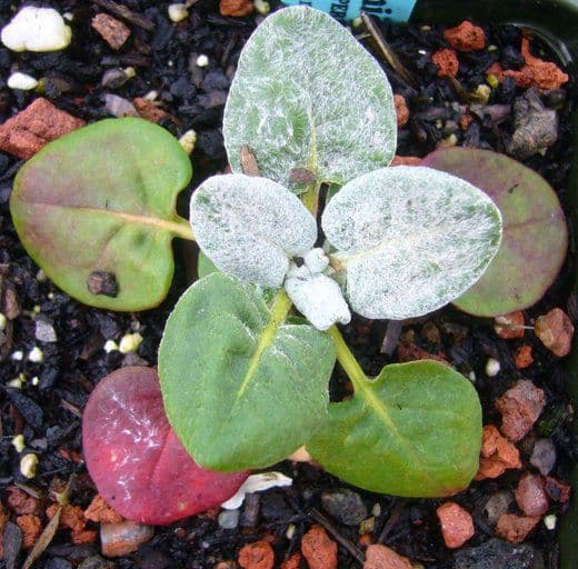 Eriogonum 14