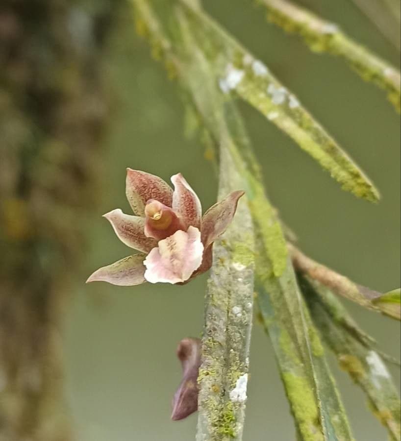 Scaphyglottis 5