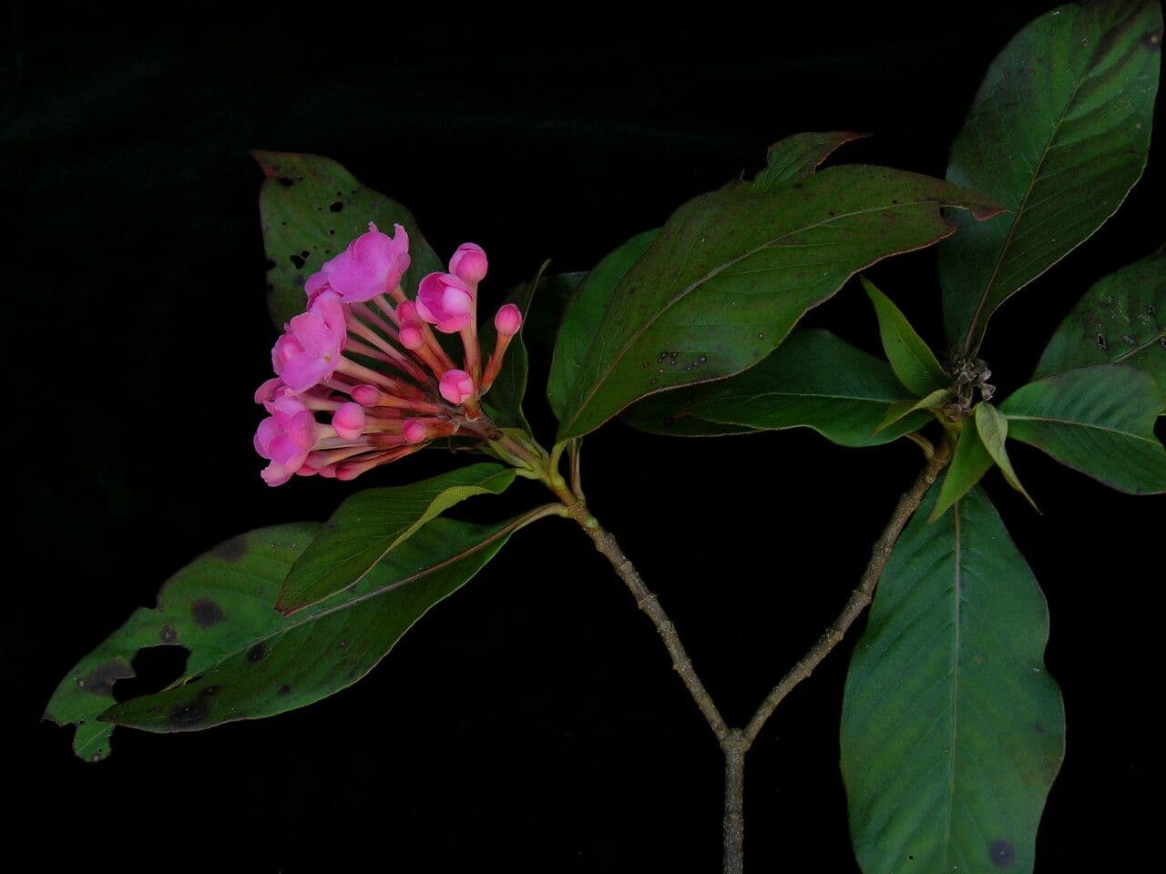 Luculia 6