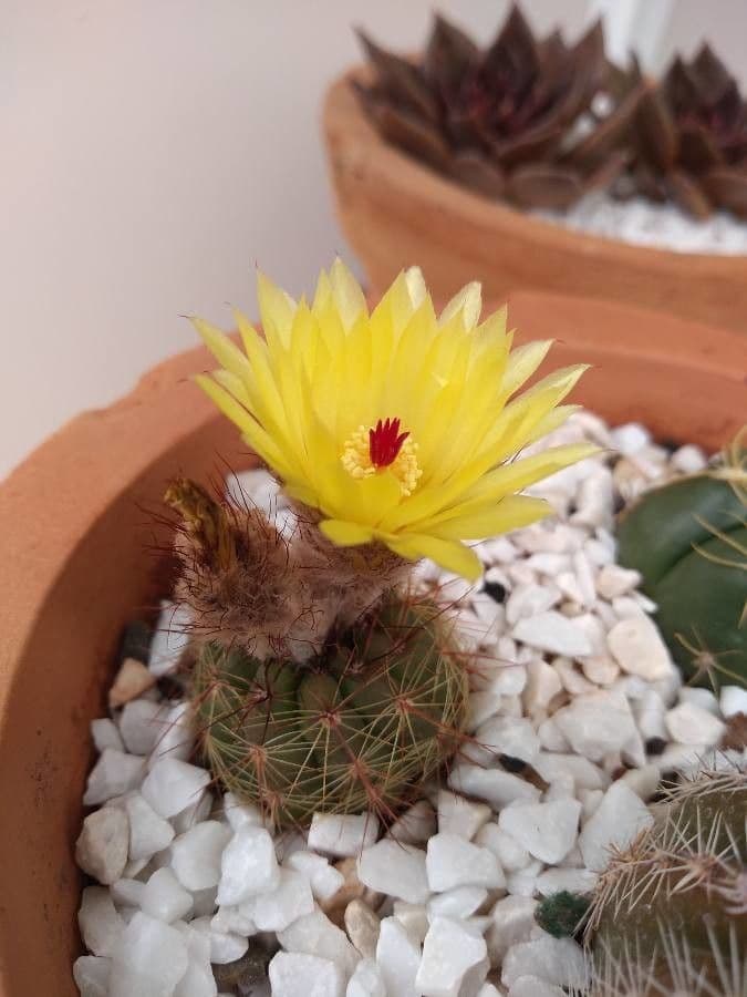 Cactus pettine 5