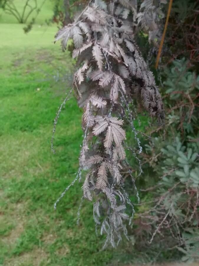Acacia di Bailey 19