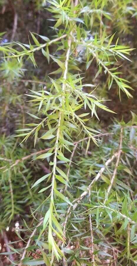 Melaleuca styphelioides 11
