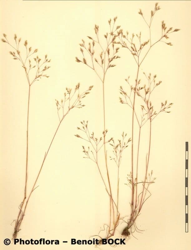 Aira cupaniana 19