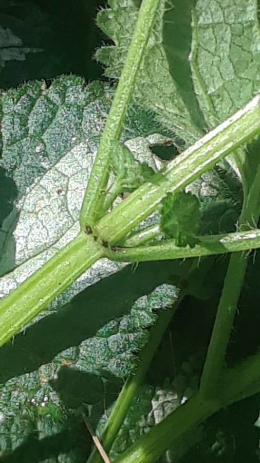 Falsa ortica macchiata 25