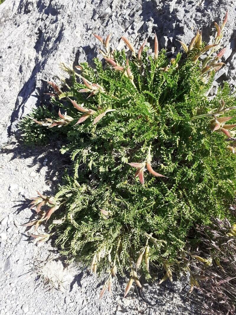 Oxytropis fetida