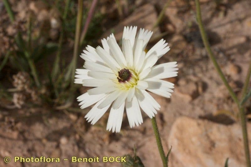 Picris bianca 3