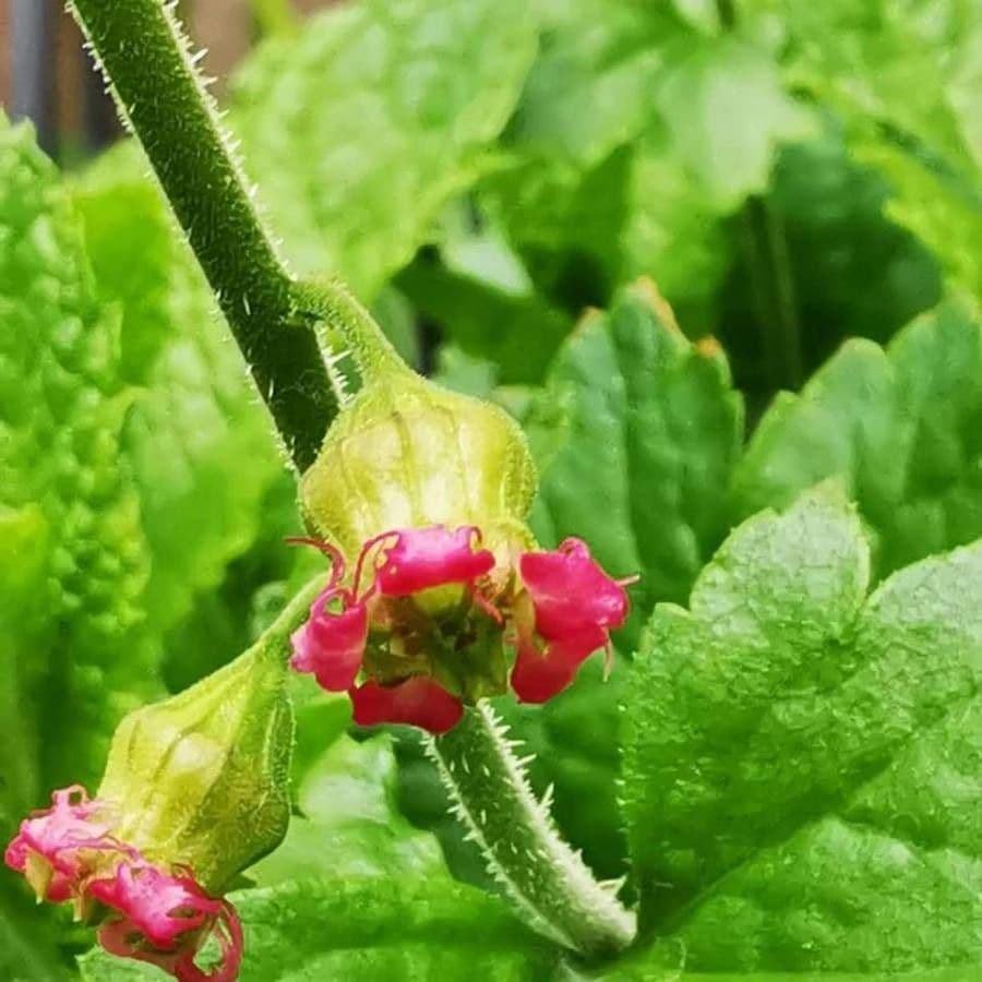 Tellima grandiflora 10