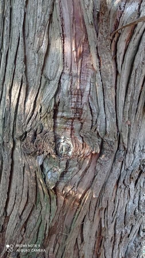 Cunninghamia 6