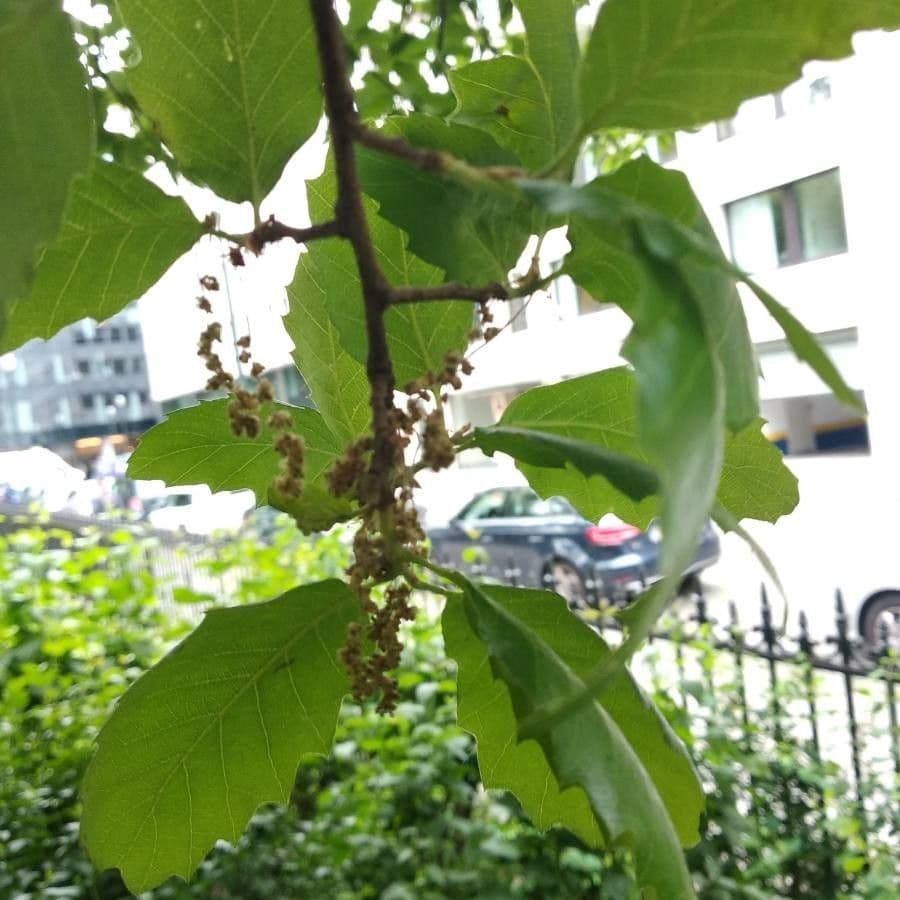 Kastanienblättrige Eiche 7