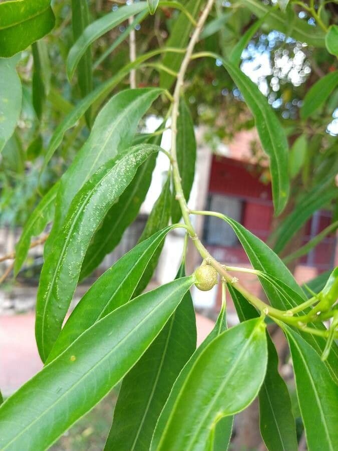 Sapium haematospermum 13