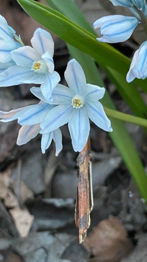 Puschkinia scilloides