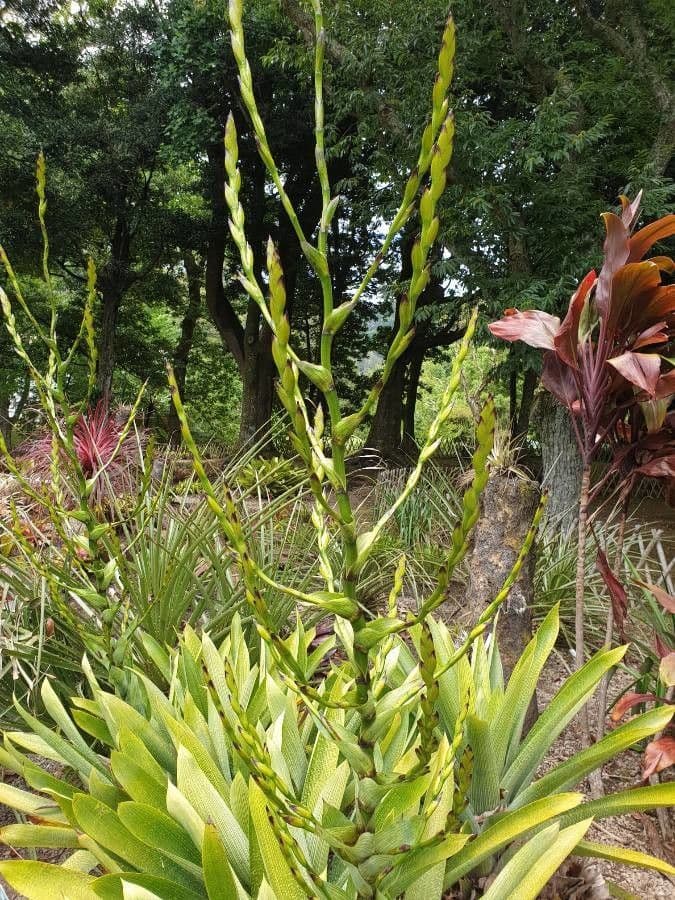 Vriesea 4