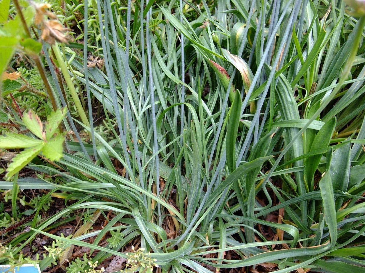 Grasnelke 7
