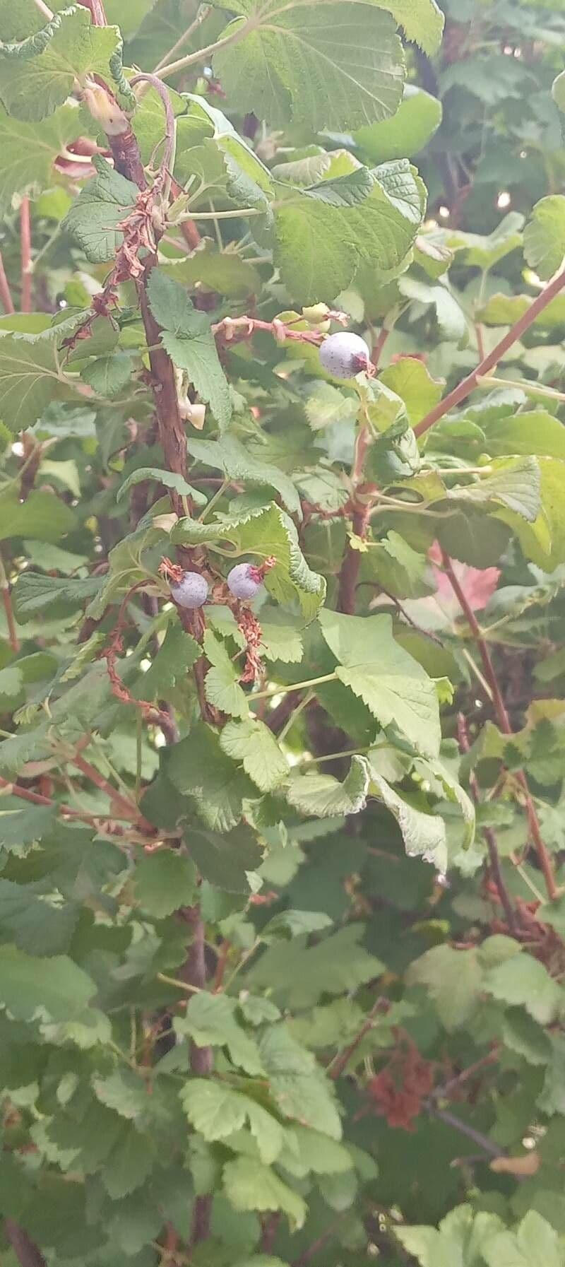 Ribes a fiori 26