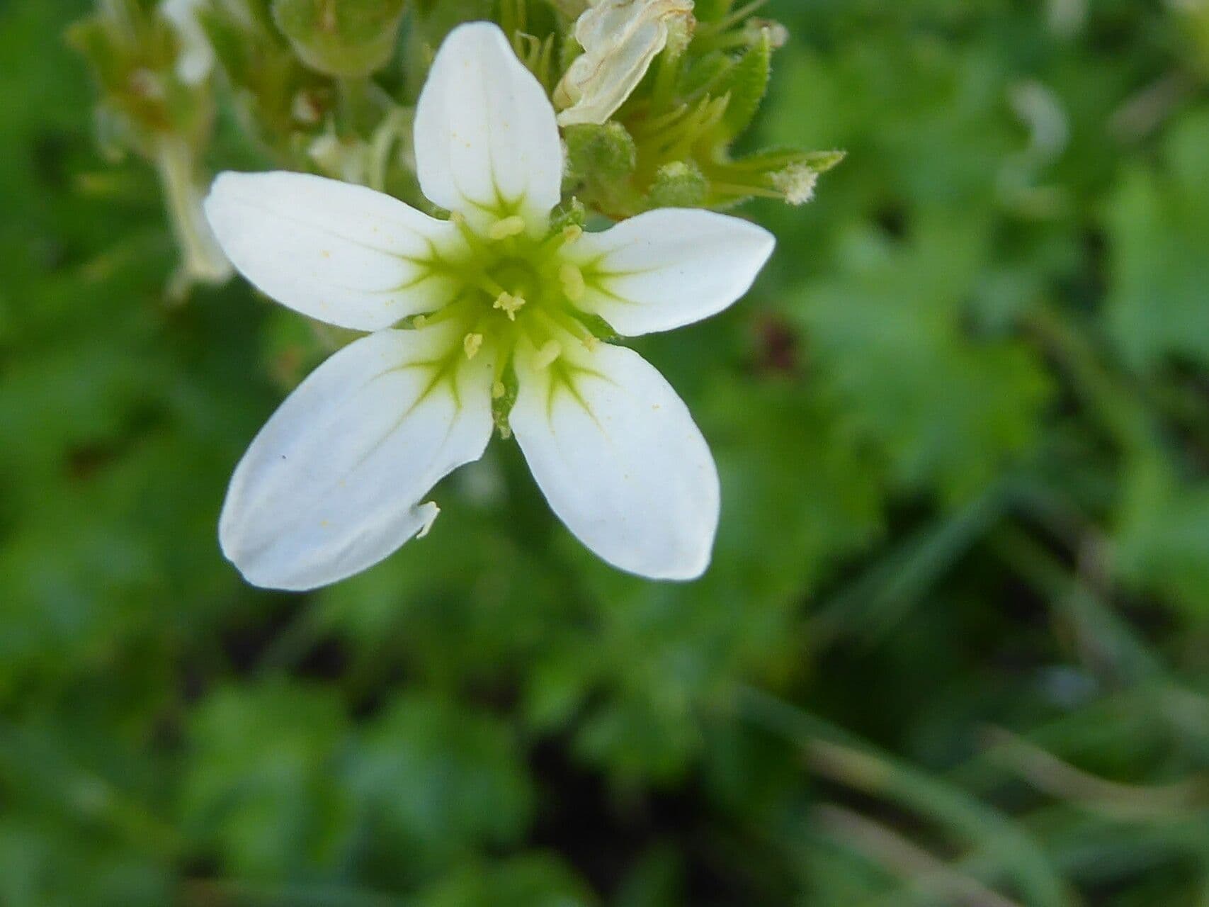Geranienblättrige Steinbrech 8