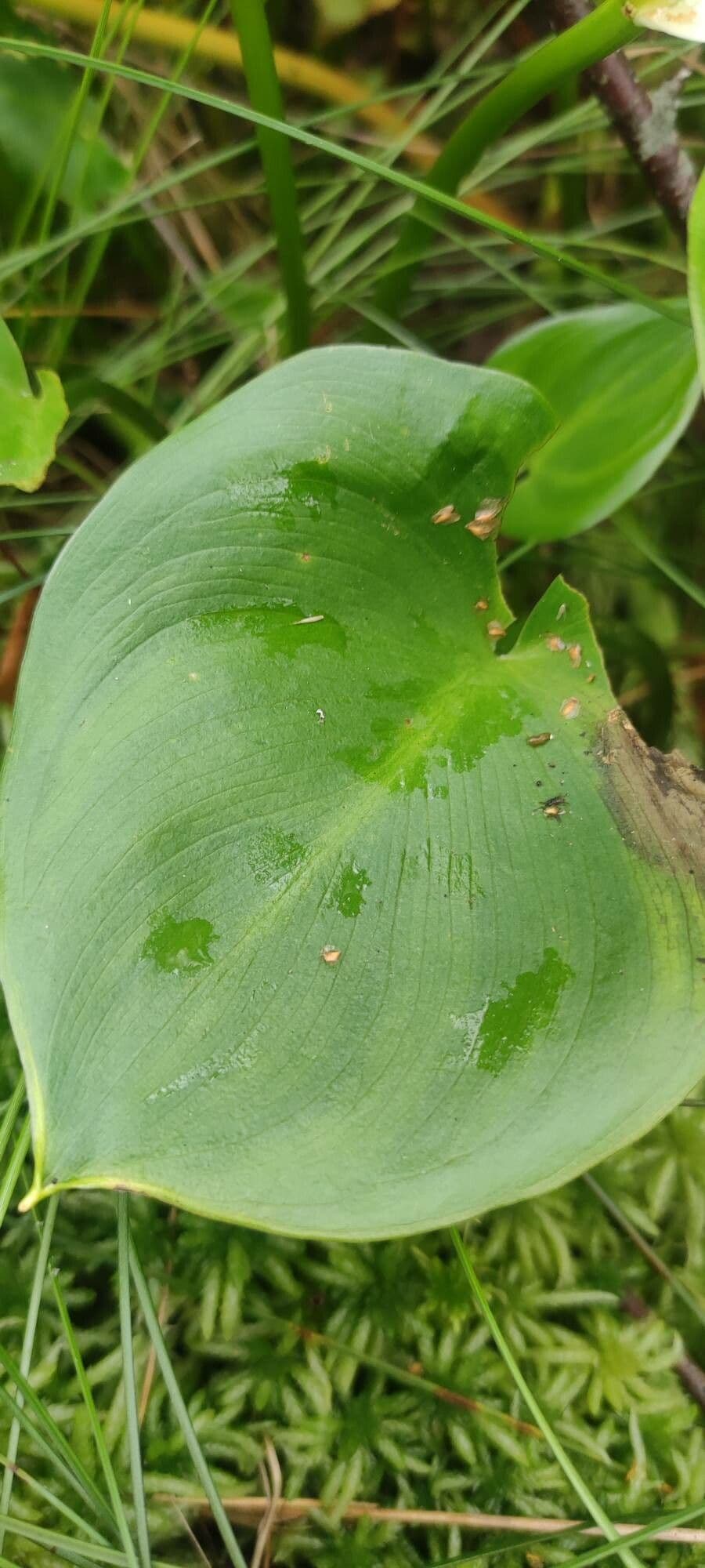 Calla di palude 16