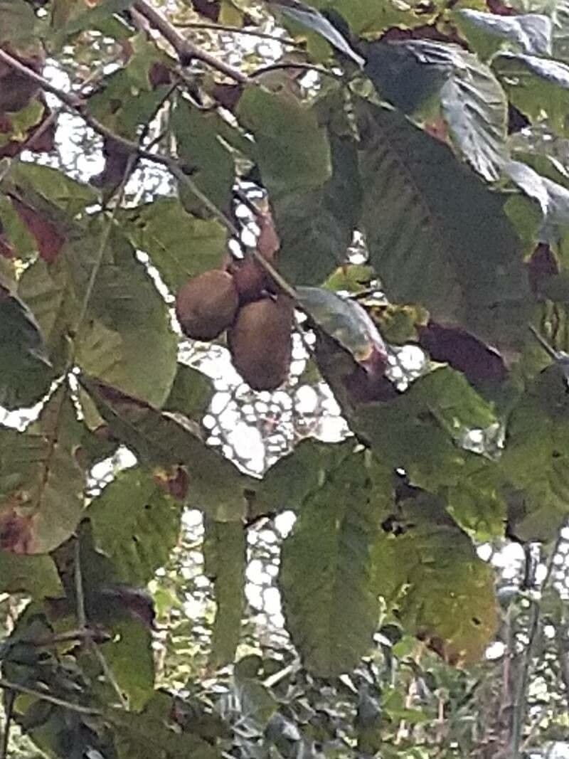 Ippocastano rosso