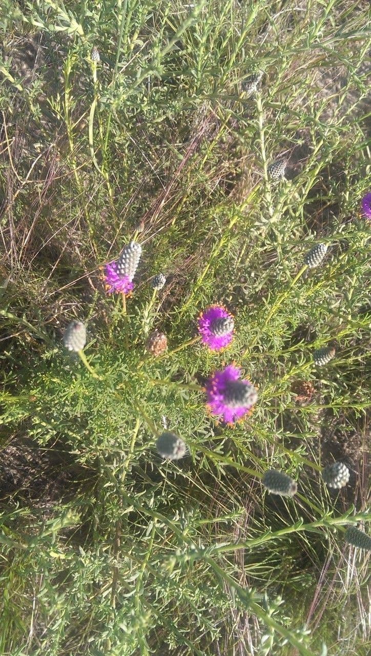 Dalea purpurea 8