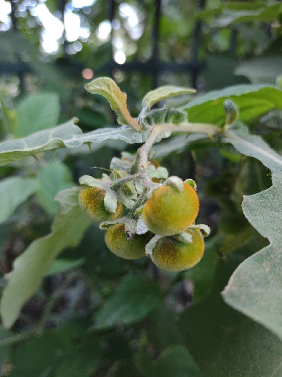 Solanum paniculatum