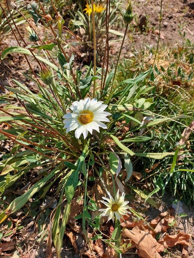 Gazania 14