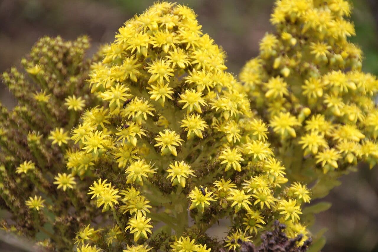 Aeonium ondulato