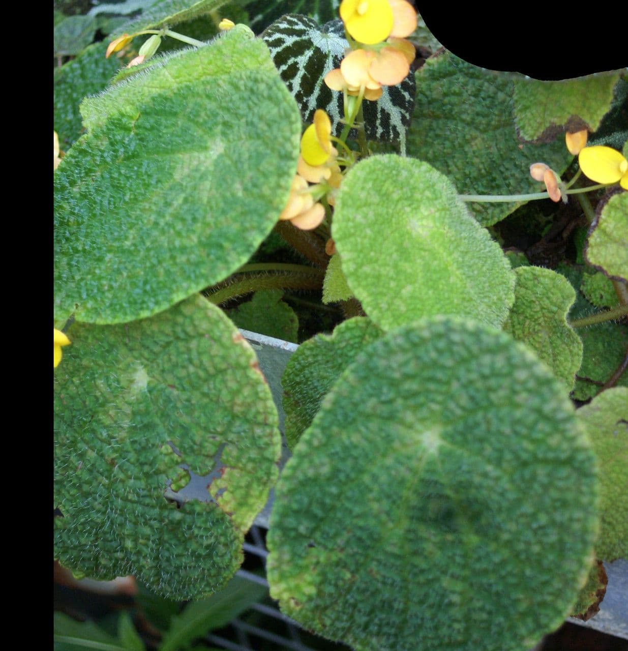 Begonia 5