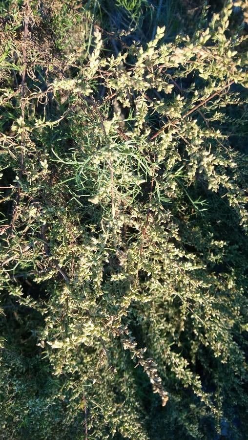 Field sagewort 15