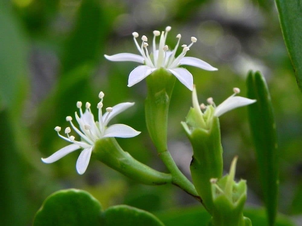 Lumnitzera 3