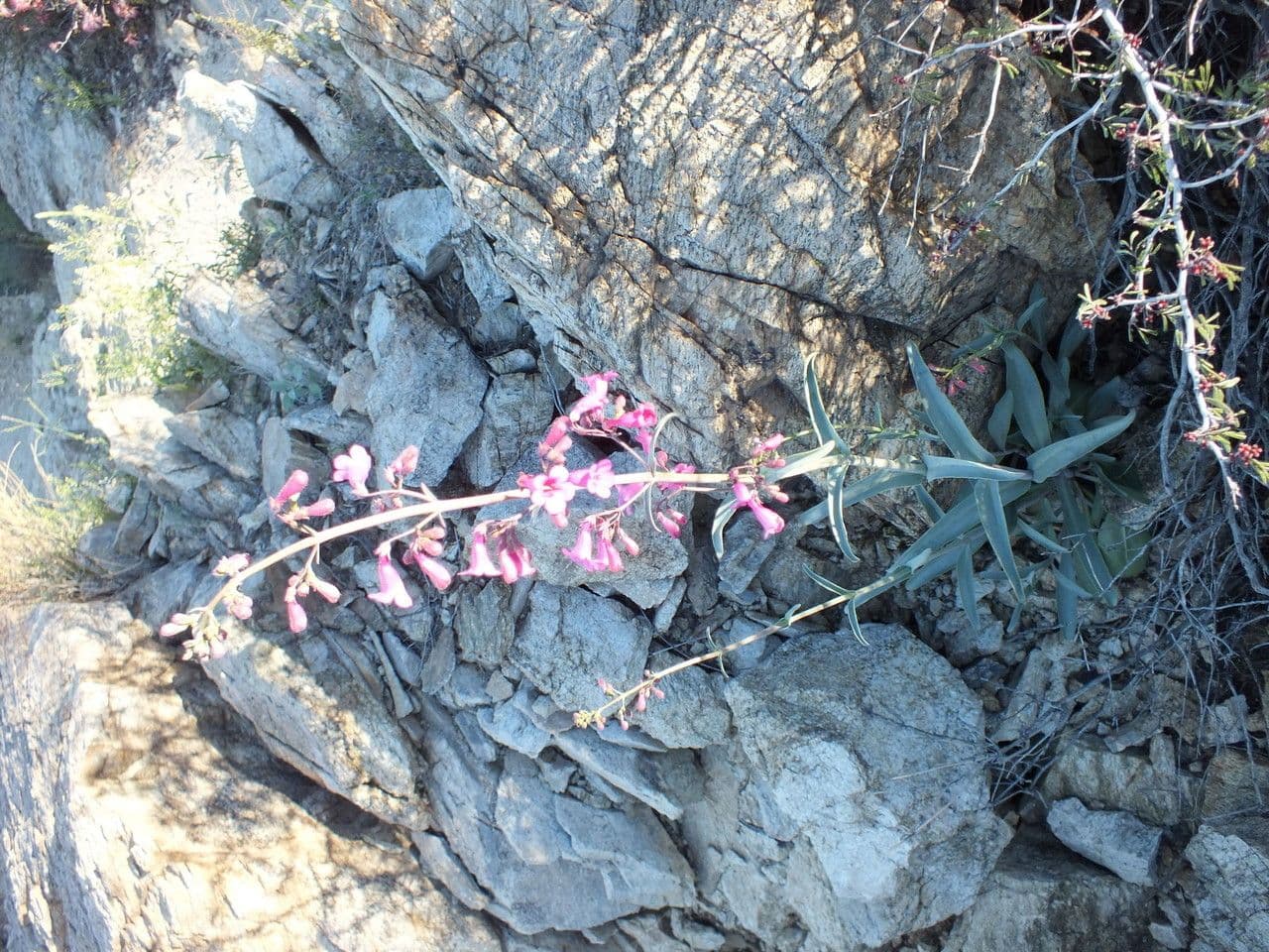 Penstemon di Parry 8