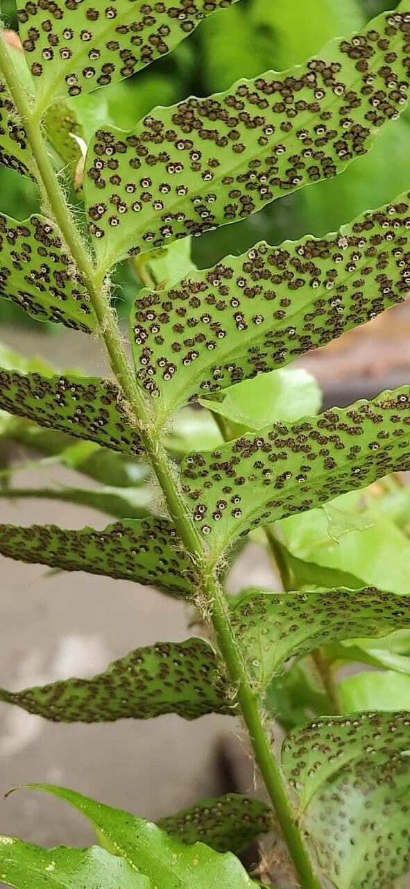 Cyrtomium falcatum 3