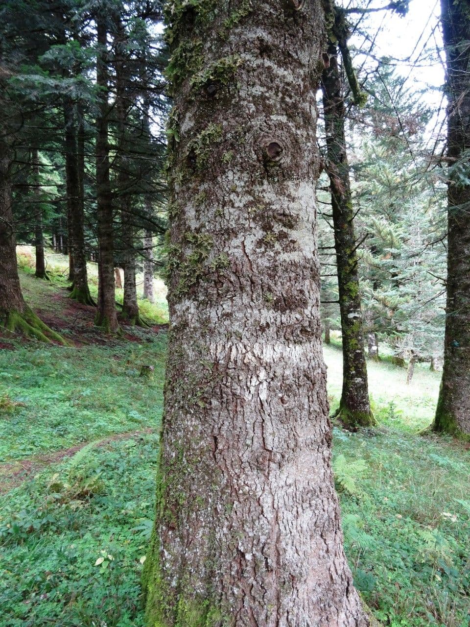 Jedle sicilská 19